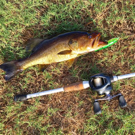 Another fun time at the golf course : r/Fishing