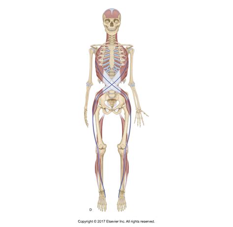 The Evidence Of Myofascial Meridians Fascia And Fitness