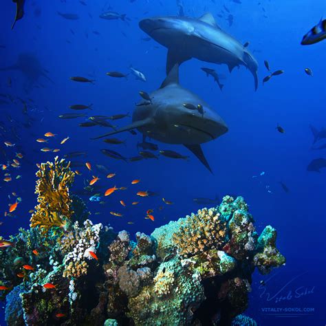 Цвет океана: vitaly_sokol — LiveJournal