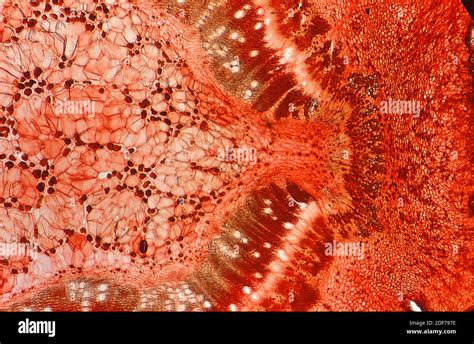 Collenchyma Is A Support Plant Tissue Photomicrograph Stock Photo Alamy