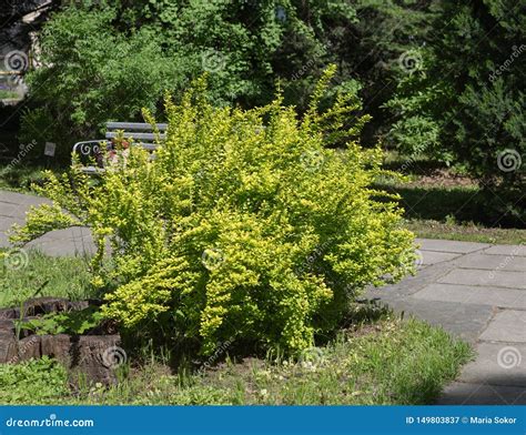 Berberis Thunbergii Maria In Botanical Garden Stock Image Image Of