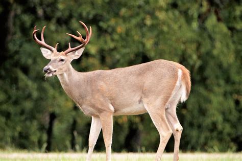 White-tail Buck In Summer Free Stock Photo - Public Domain Pictures