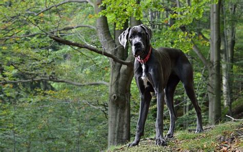 Lifespan Of A Great Dane Archives Canna Pet®