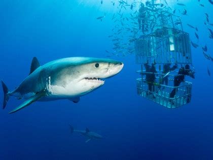 Best Places To Swim With Sharks Cond Nast Traveler