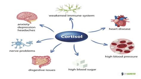 5 Ways To Balance Cortisol Levels In Your Body Dr Hagmeyer