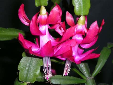 Schlumbergera × Buckleyi True Christmas Cactus World Of Succulents