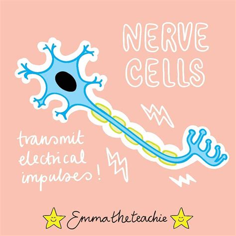 ⚡nerve Cells Aka Neurons Come Up In The Cells Topic And The