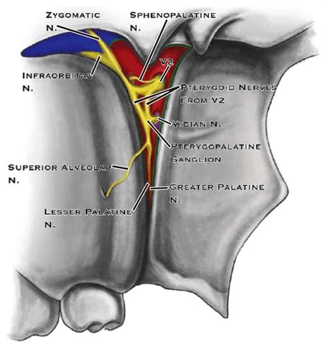 Sphenopalatine Ganglion Block