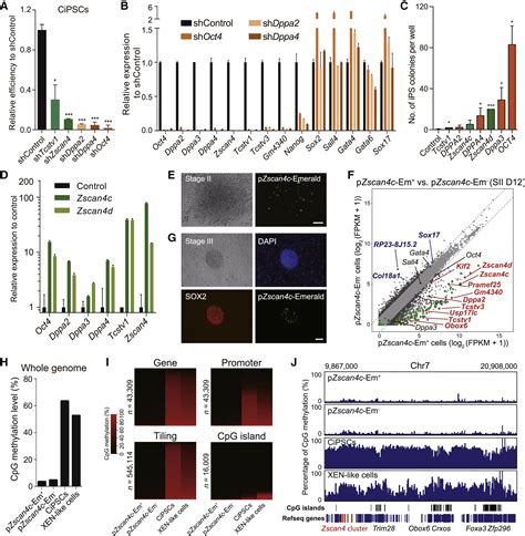 Single Cell Rna Seq Reveals Dynamic Early Embryonic Like Programs