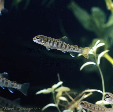 Brown trout juvenile photo WP21290