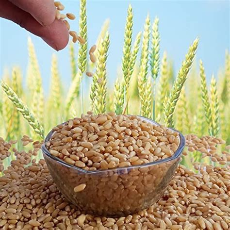 Golden 25 Kg Wheat At Best Price In Bulandshahr ID 24007113497