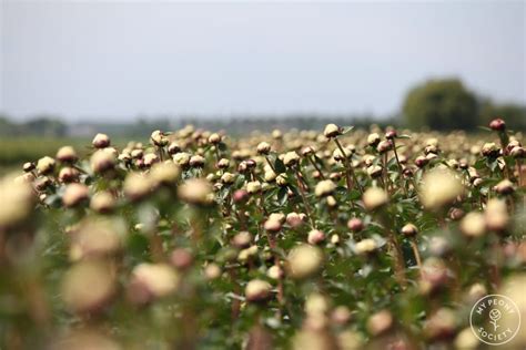 peony society floral fundamentals