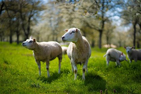 Ultimate Guide to Raising Texel Sheep: Farming Facts, Breed Profile ...