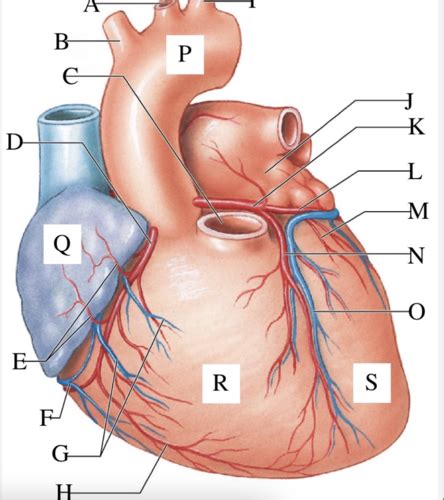 ANAT EXAM 3 Diagrams Flashcards Quizlet