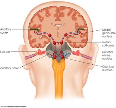 Audiology Update