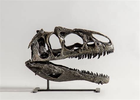 Allosaurus Jimmadseni Juvenile Skull Replica Etsy Skull Cat Skull