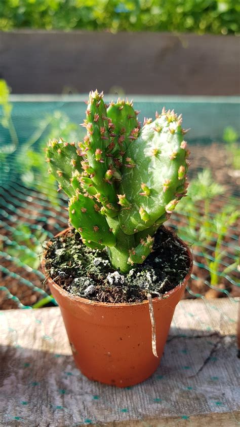 Cacti Identification — BBC Gardeners' World Magazine