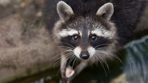 raccoon desktop wallpapers  hd backgrounds  wallpaperbat