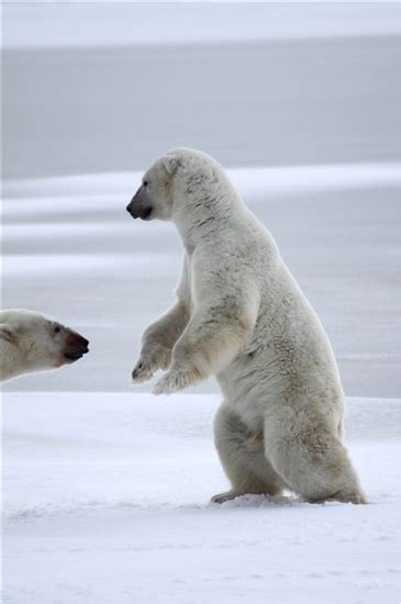 Polar Bears Sparring/600_Manitoba_Churchill_PolarB_Day4_2168