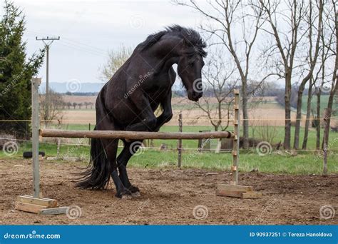 Jumping Friesian Horse Stock Photography | CartoonDealer.com #90866360