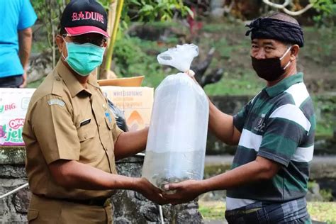 Pemkab Badung Tebar Benih Di Sungai Dan Sumber Mata Air Denpost