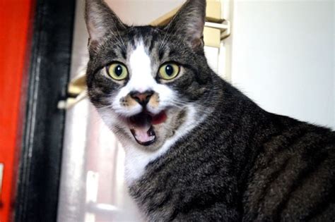 Crazy Cat Smile Free Stock Photo - Public Domain Pictures