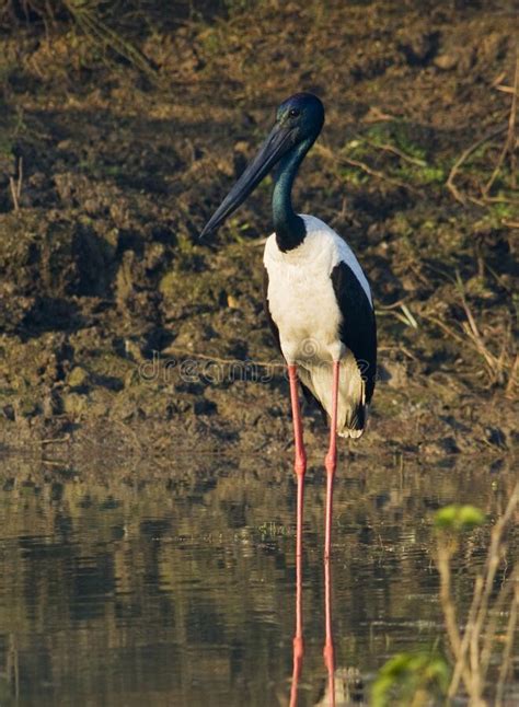 Black Necked Stork Ephippiorhynchus Asiaticus Asiaticus Stock Image