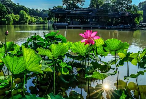 美丽江苏·每日一景丨扬州瘦西湖：夏木阴阴正可人中国江苏网