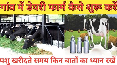 गांव में डेयरी फार्म कैसे शुरू करें How To Start Dairy Farming Business Dairy Farming Cow