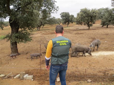 Detenidas Tres Personas Acusadas De Dos Hurtos De Ganado Porcino En La