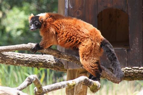 Roter Vari - Tier-fotos.eu