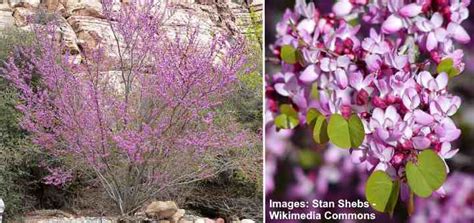 29 Purple Flowering Trees With Pictures Identification Guide