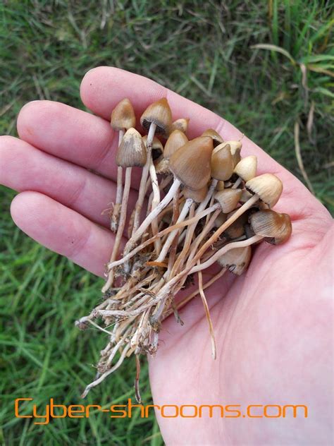 Psilocybe semilanceata Spawn bag | Cyber-Shrooms