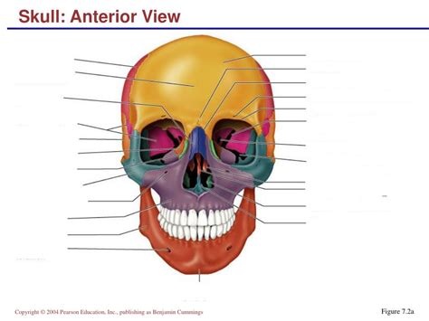 Ppt Skull Anterior View Powerpoint Presentation Free Download Id