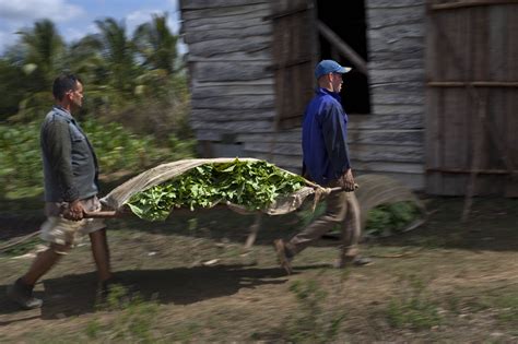 Cuba Cigar Festival - Multimedia - DAWN.COM