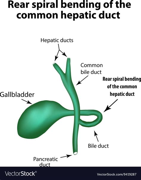 Common Hepatic Duct