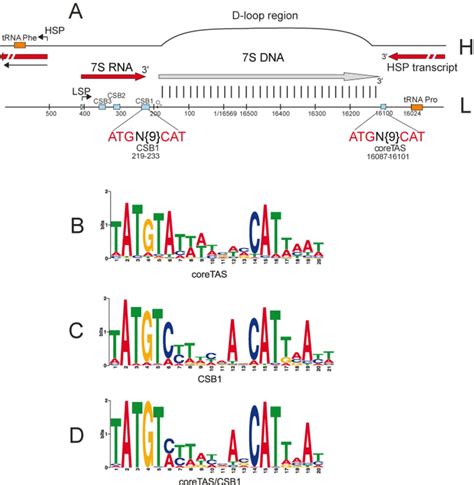 Human Mitochondrial D Loop Region And Sequence Logos Of Conserved