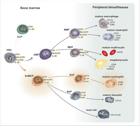 Development Phenotypes And Functional Characteristics Of Eosinophil