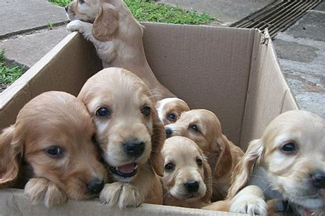 Can Pet Insurance Stop Dog Meat Festival in China - Telerisk