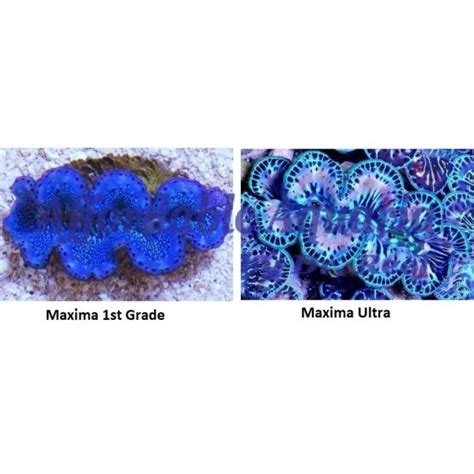 Maxima Blue/Turquoise Clam | Affordable Aquaria