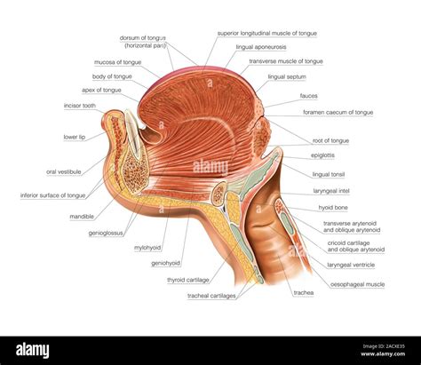 Illustration Of The Tongue Oral Floor And Neck With Intrinsic And