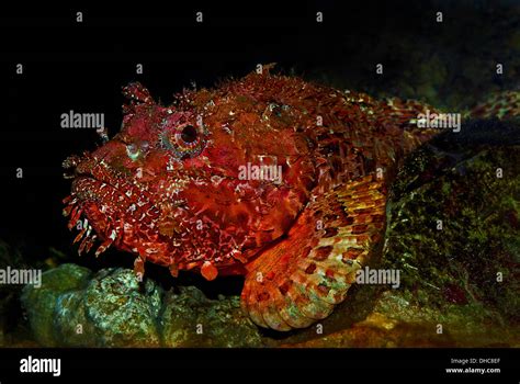 Spotted Scorpionfish High Resolution Stock Photography And Images Alamy