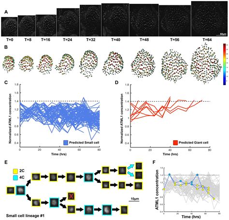 Figures And Data In Fluctuations Of The Transcription Factor Atml