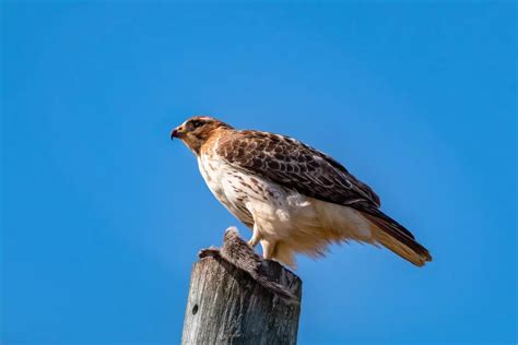 What Does A Chicken Hawk Look Like My Bird Garden