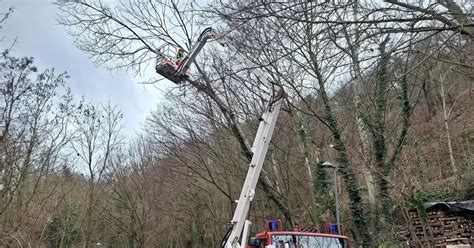 Nasse Böden Bäume drohen umzustürzen Neustadt RHEINPFALZ