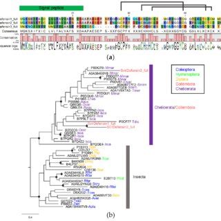 Sequence Alignment And Phylogenetic Relationships Of Collembola