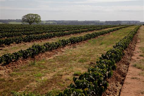 Valorização de funcionários é prioridade em fazenda de café no interior