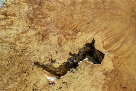 Brown Burl Wood Texture Stock Photo Image Of Abstract