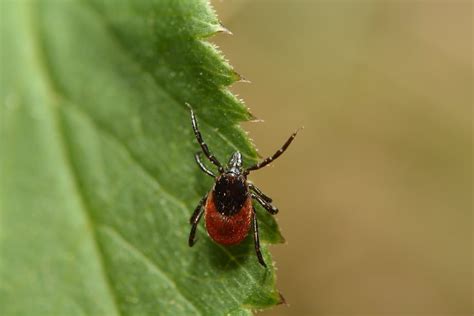 Plants That Repel Ticks Top 10 Picks And Tricks 2024 Own The Yard