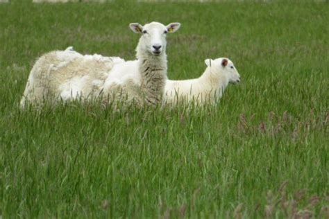 Easy Care Sheep The Easycare Sheep Society